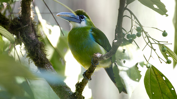 Blue-banded Toucanet (Aulacorhynchus coeruleicinctis)