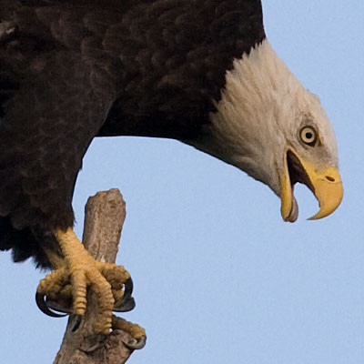 Bald Eagle (Haliaeetus leucocephalus)