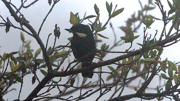 Moustached Flowerpiercer (Diglossa mystacalis)