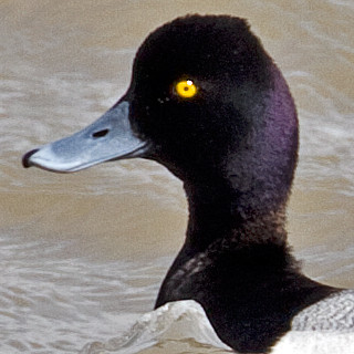 Lesser Scaup (Aythya affinis) male