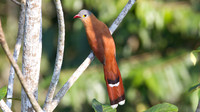 Black-bellied Cuckoo (Piaya melanogaster)