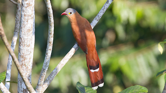 Black-bellied Cuckoo (Piaya melanogaster)