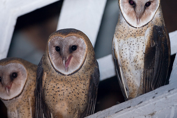 Western Barn Owl (Tyto alba)