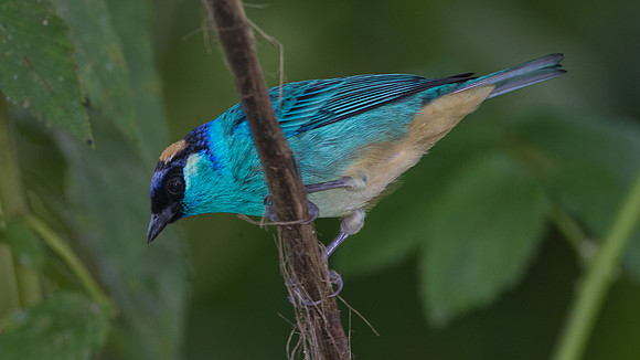 Golden-naped Tanager (Tangara ruficervix)