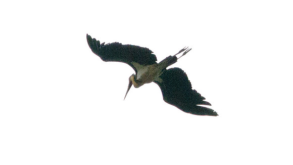 Lesser adjutant (Leptoptilos javanicus)