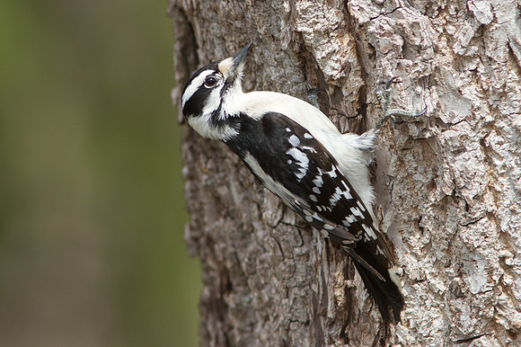 Downy Woodpecker (Picoides pubescens)