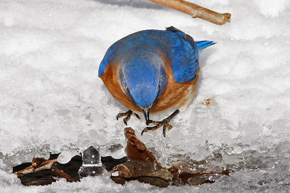 Eastern Bluebird (Sialia sialis) male