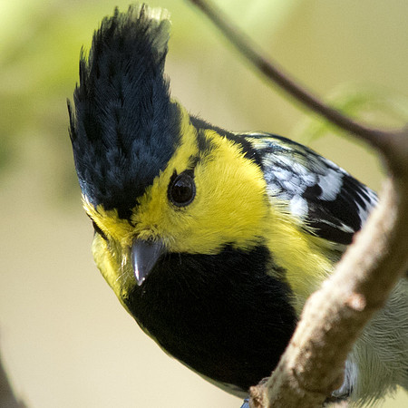 Yellow-cheeked tit (Parus spilonotus) Male