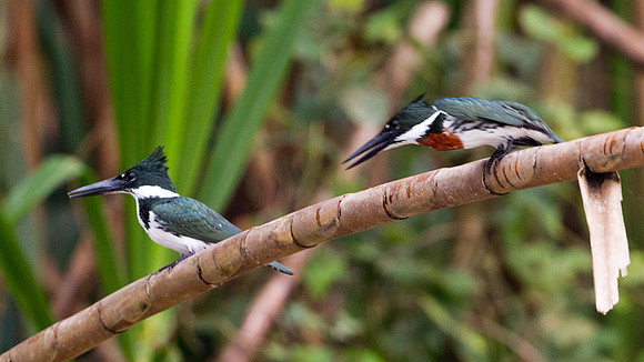 Amazon Kingfisher (Chloroceryle amazona)