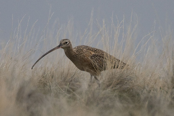 Long-billed Curlew (Numenius americanus)