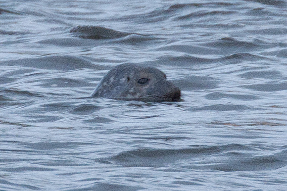 Grey Seal (Halichoerus grypus)