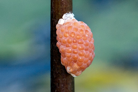 Eggsac