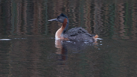 Great Grebe (Podiceps major)