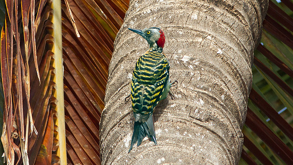 Hispaniolan Woodpecker (Melanerpes striatus)