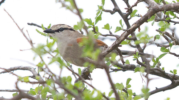 Brown-crowned Tchagra (Tchagra australis)