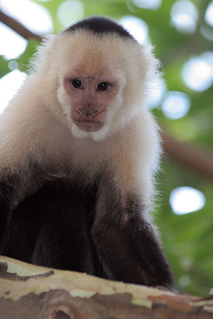 White-headed Capuchin (Cebus capucinus) also known as White-faced Capuchin
