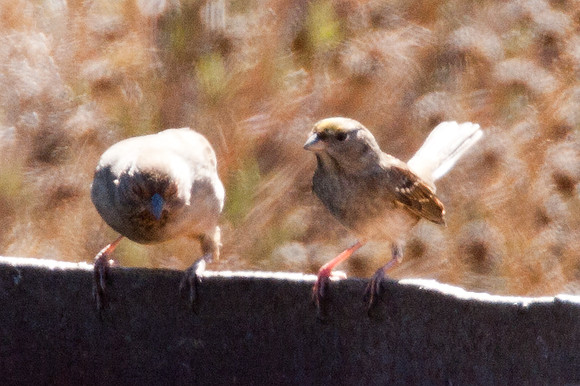 Golden-crowned Sparrow (Zonotrichia atricapilla)