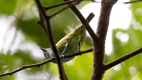 Gilded Barbet (Capito auratus) female