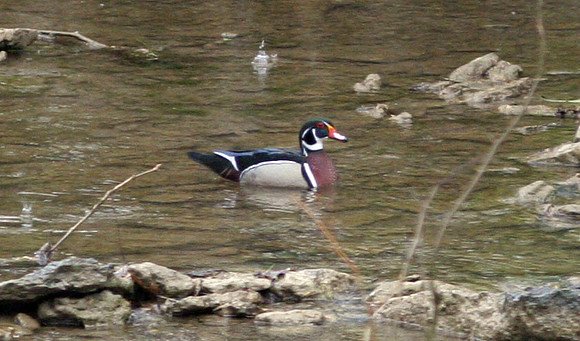 Wood Duck (Aix sponsa) male; also known as Carolina Duck