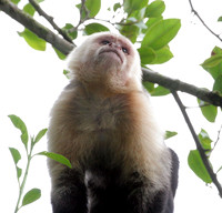 White-headed Capuchin (Cebus capucinus) also known as White-faced Capuchin
