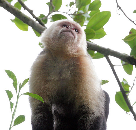 White-headed Capuchin (Cebus capucinus) also known as White-faced Capuchin