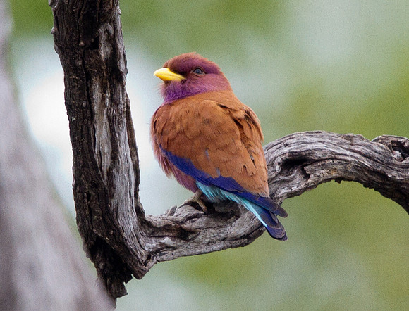 Broad-billed Roller (Eurystomus glaucurus)