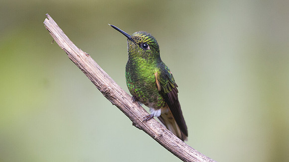 Buff-tailed Coronet (Boissonneaua flavescens)