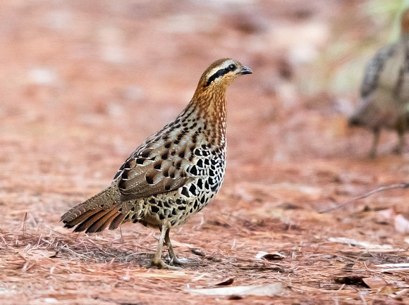 Mountain bamboo partridge (Bambusicola fytchii)