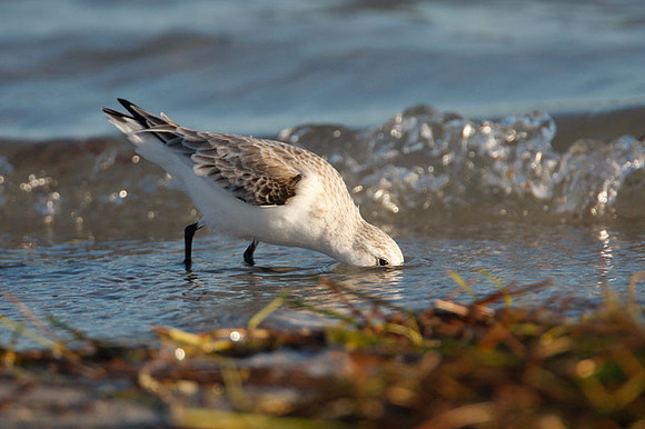 Sanderling (Calidris alba)