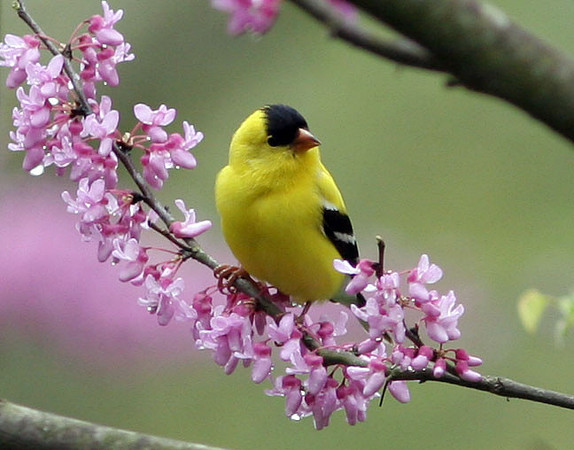 American Goldfinch (Carduelis tristis) male