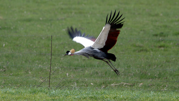 Grey Crowned Crane (Balearica regulorum)
