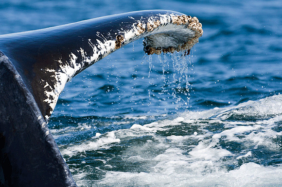 Humpback Whale (Megaptera novaeangliae)