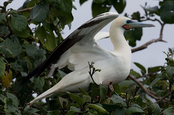 Red-footed Booby (Sula sula)
