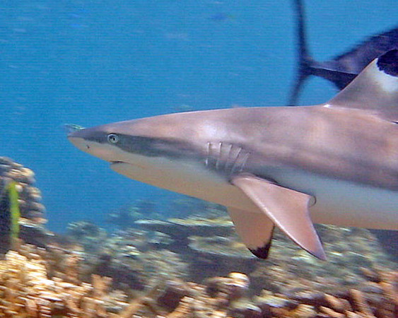 Blacktip Reef Shark (Carcharhinus melanopterus)