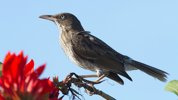 Pearly-eyed Thrasher (Margarops fuscatus)