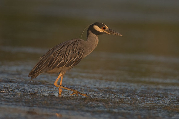 Yellow-crowned Night-Heron (Nyctanassa violacea)