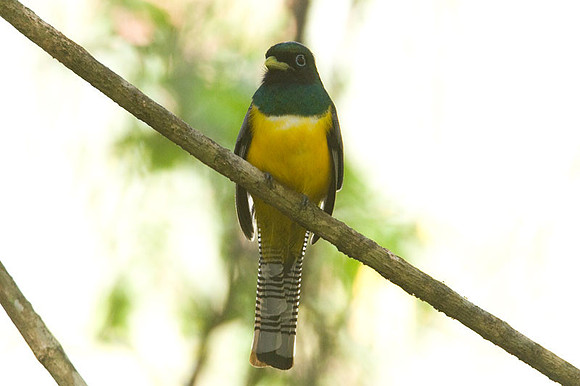 Black-throated Trogon (Trogon rufus) male