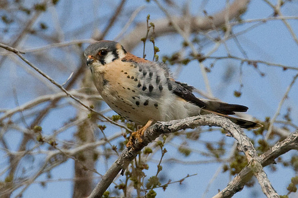 American Kestrel (Falco sparverius) male