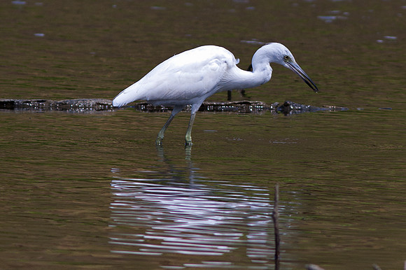 Little Blue Heron (Egretta caerulea)
