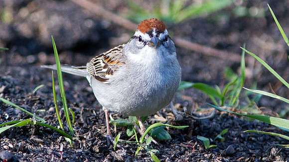 Chipping Sparrow (Spizella passerina)
