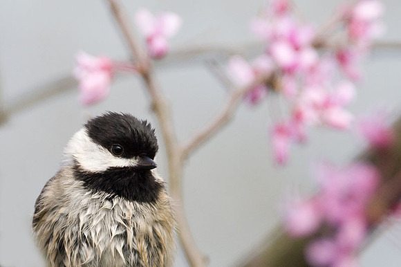 Carolina Chickadee (Poecile carolinensis)