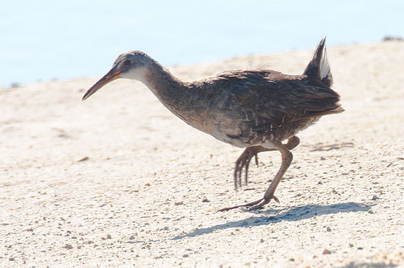 Clapper Rail (Rallus longirostris)