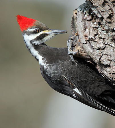 Pileated Woodpecker (Dryocopus pileatus) female