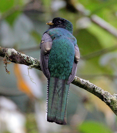Collared Trogon (Trogon collaris)