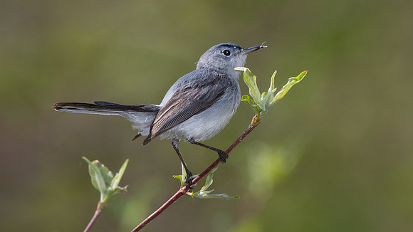 Blue-gray Gnatcatcher (Polioptila caerulea)