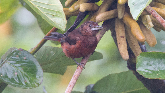 Silver-beaked Tanager (Ramphocelus carbo)