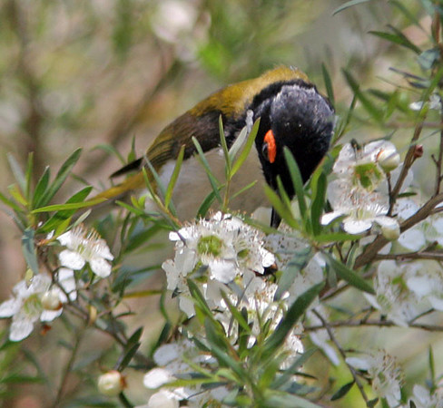 White-naped Honeyeater (Melithreptus lunatus)