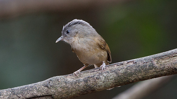 Brown fulvetta (Alcippe brunneicauda)