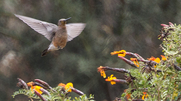 Giant Hummingbird (Patagona gigas)