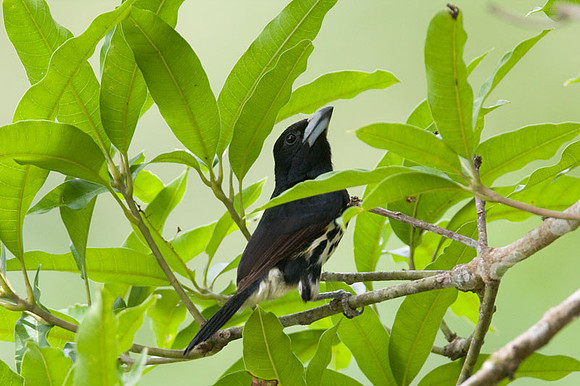 Spot-crowned Barbet (Capito maculicoronatus) female